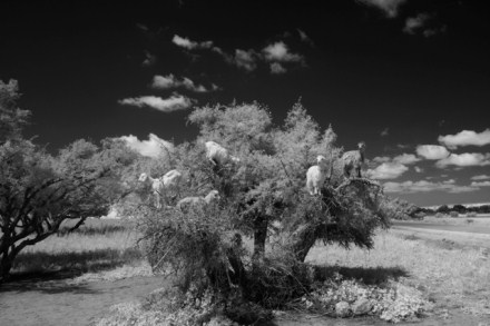 ron_rosenstock_goats_morocco