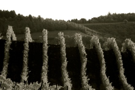 ron_rosenstock_vineyard_italy