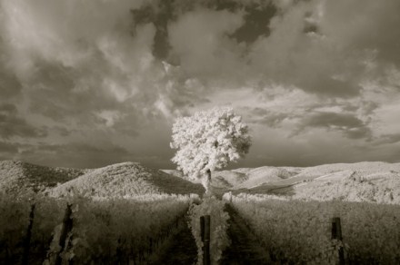 ron_rosenstock_vineyard_tree_italy